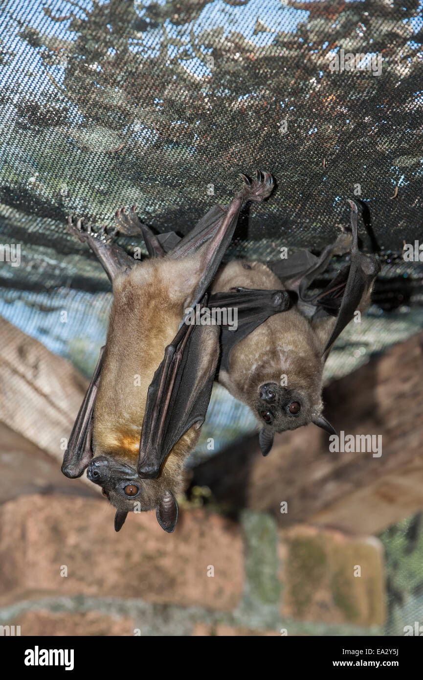Madagascar Flying Fox (Madagascar frutto Bat) (Pteropus rufus) appesa in un granaio, Madagascar, Africa Foto Stock
