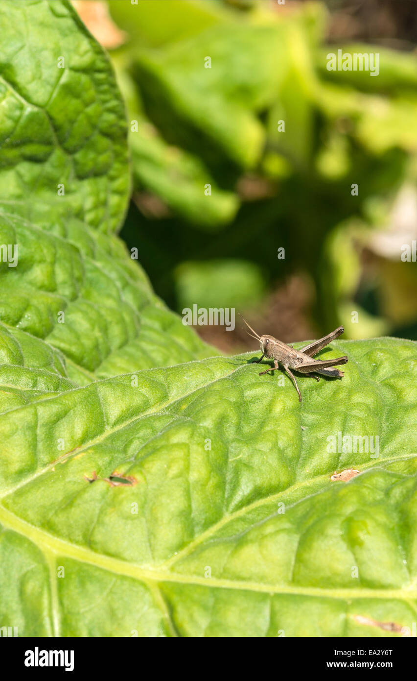 Pianta di tabacco e grasshopper closeup, Khorat Plateau, Tailandia | Nahaufnahme einer Tabakpflanze, Khorat Ebene, Thailandia Foto Stock