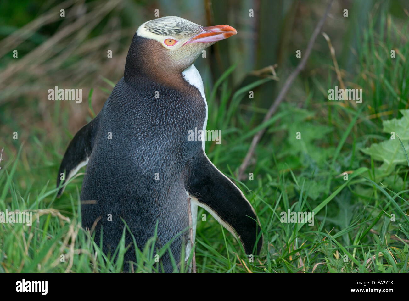 Giallo-eyed penguin (Megadyptes antipodes), Dunedin, Otago, South Island, in Nuova Zelanda, Pacific Foto Stock