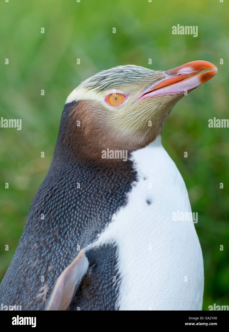 Giallo-eyed penguin (Megadyptes antipodes), Dunedin, Penisola di Otago, South Island, in Nuova Zelanda, Foto Stock