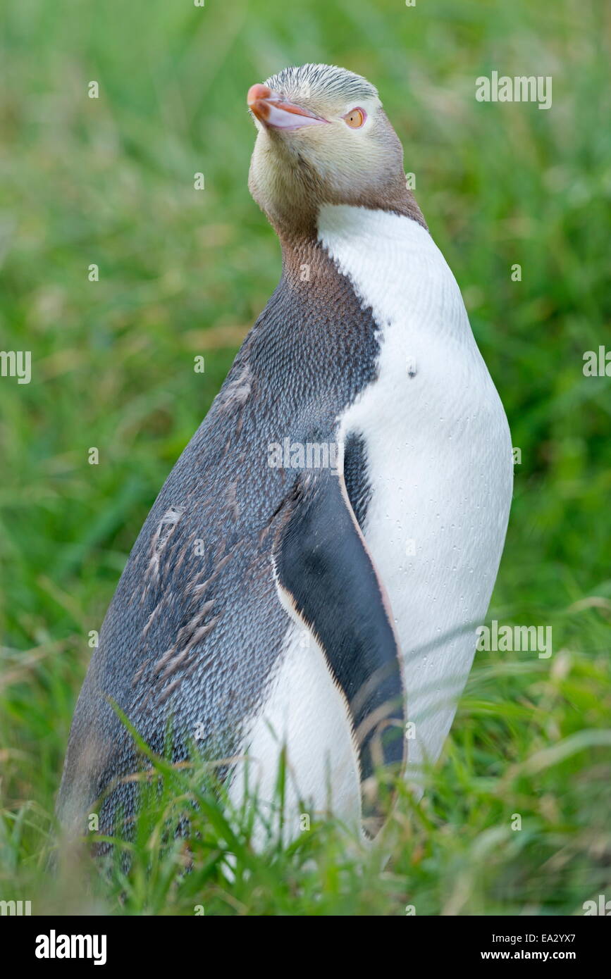 Giallo-eyed penguin (Megadyptes antipodes), Dunedin, Penisola di Otago, South Island, in Nuova Zelanda, Pacific Foto Stock