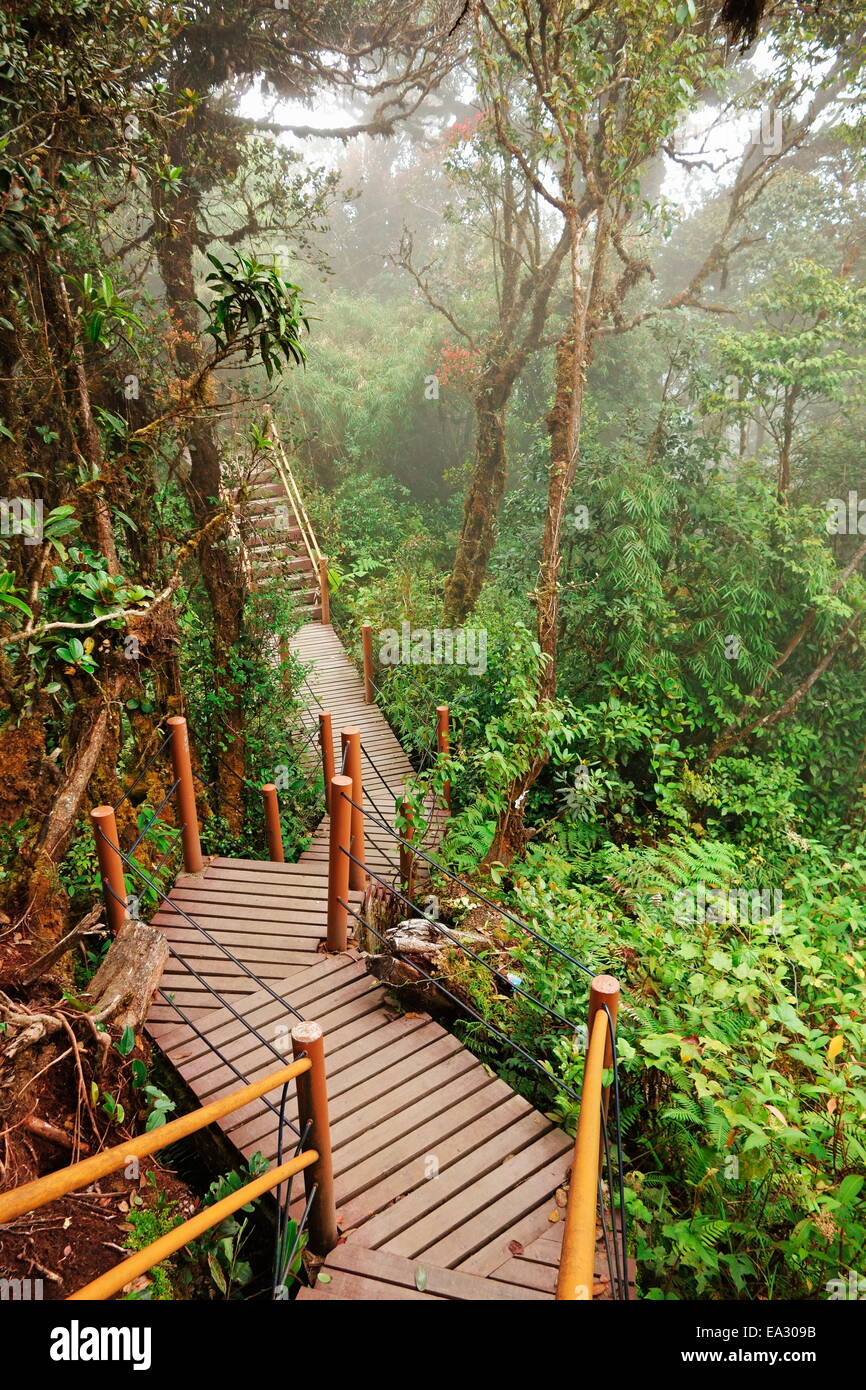 La foresta di muschio, Gunung Brinchang, Cameron Highlands, Pahang, Malaysia, Asia sud-orientale, Asia Foto Stock