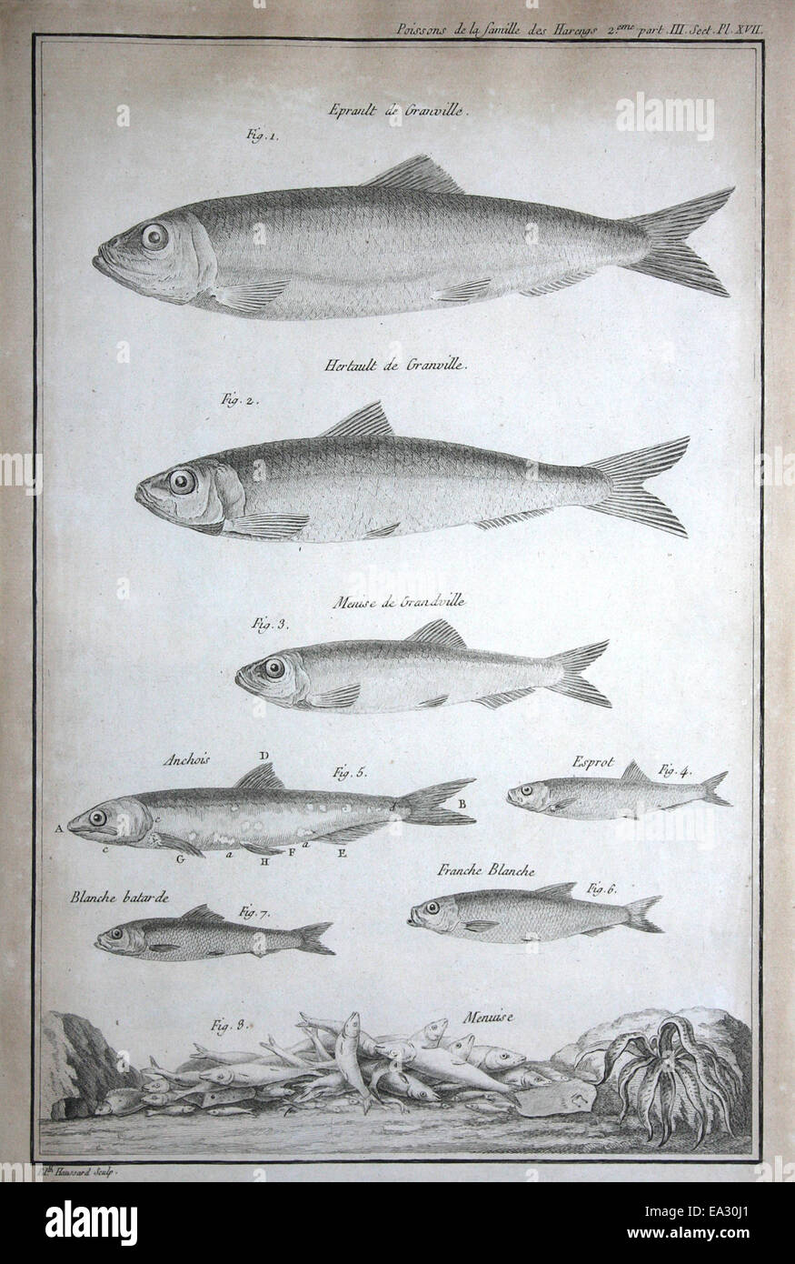 Questa immagine presenta varie piccole specie di pesci, tra cui aringhe e sardine. Queste specie sono importanti sia dal punto di vista ecologico che economico, poiché sono componenti chiave delle reti alimentari marine e costituiscono una parte significativa dell'industria della pesca mondiale. Foto Stock