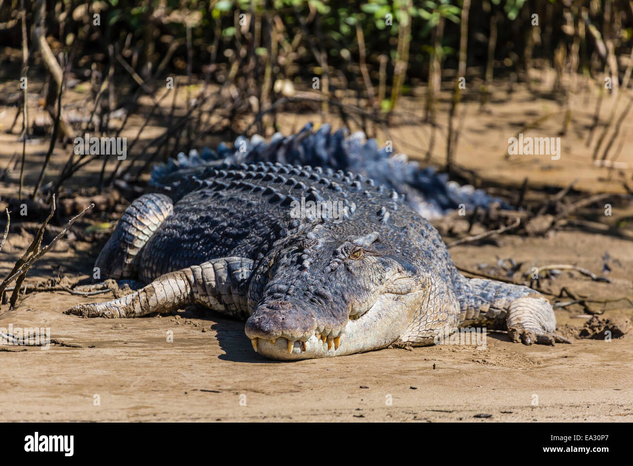 Adulto coccodrillo di acqua salata (Crocodylus porosus), sulle rive del Fiume Daintree, Daintree foresta di pioggia, Queensland, Australia Foto Stock