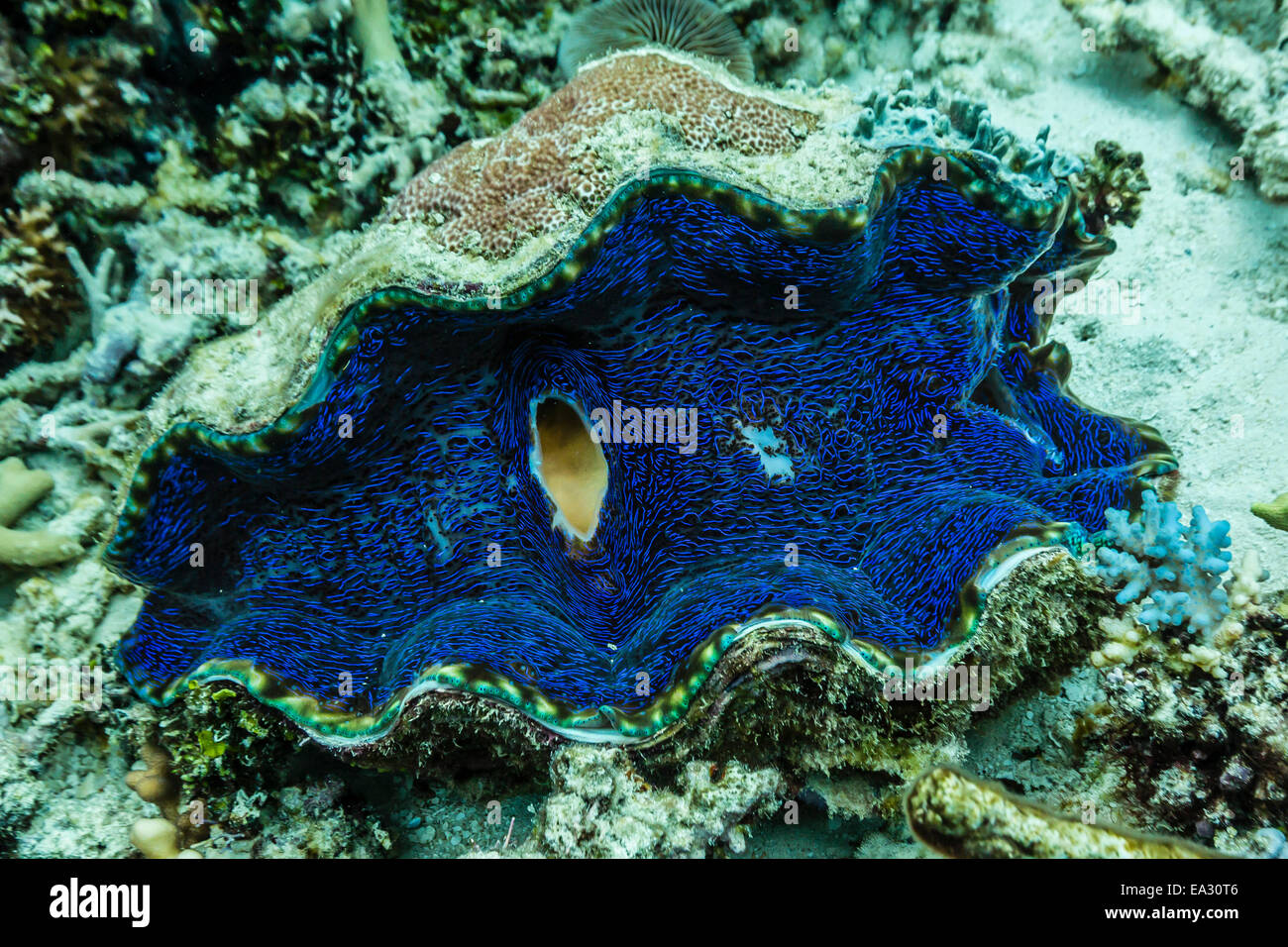 Vista subacquea di vongole giganti (Tridacna spp), folletti Bommie, della Grande Barriera Corallina, Queensland, Australia Pacific Foto Stock