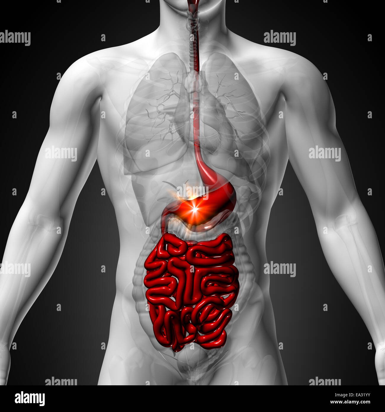 Stomaco / Guts / piccolo Interstine - Maschio anatomia di organi umani - vista ai raggi x Foto Stock