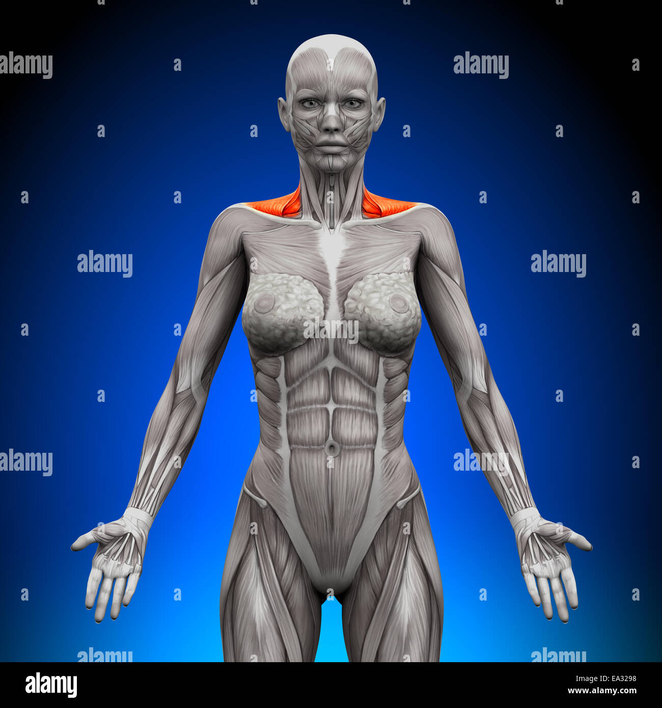 Trapezius anteriore / muscoli del collo - Anatomia muscoli Foto stock -  Alamy