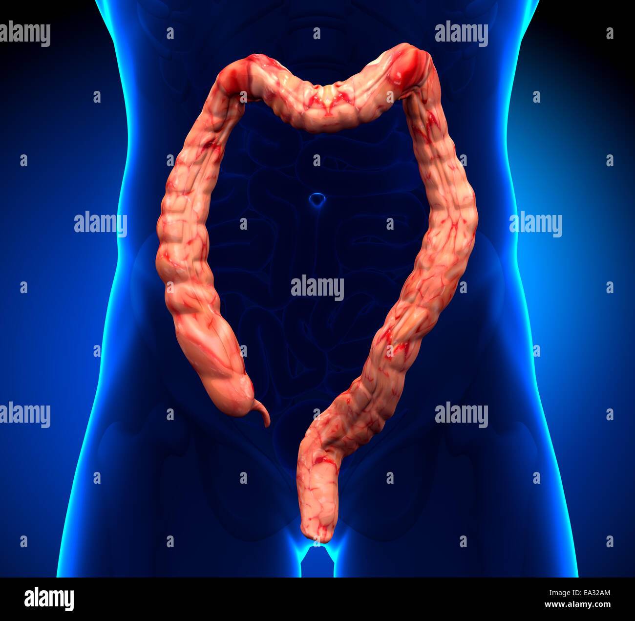 Anatomia del Colon - real-view Foto Stock