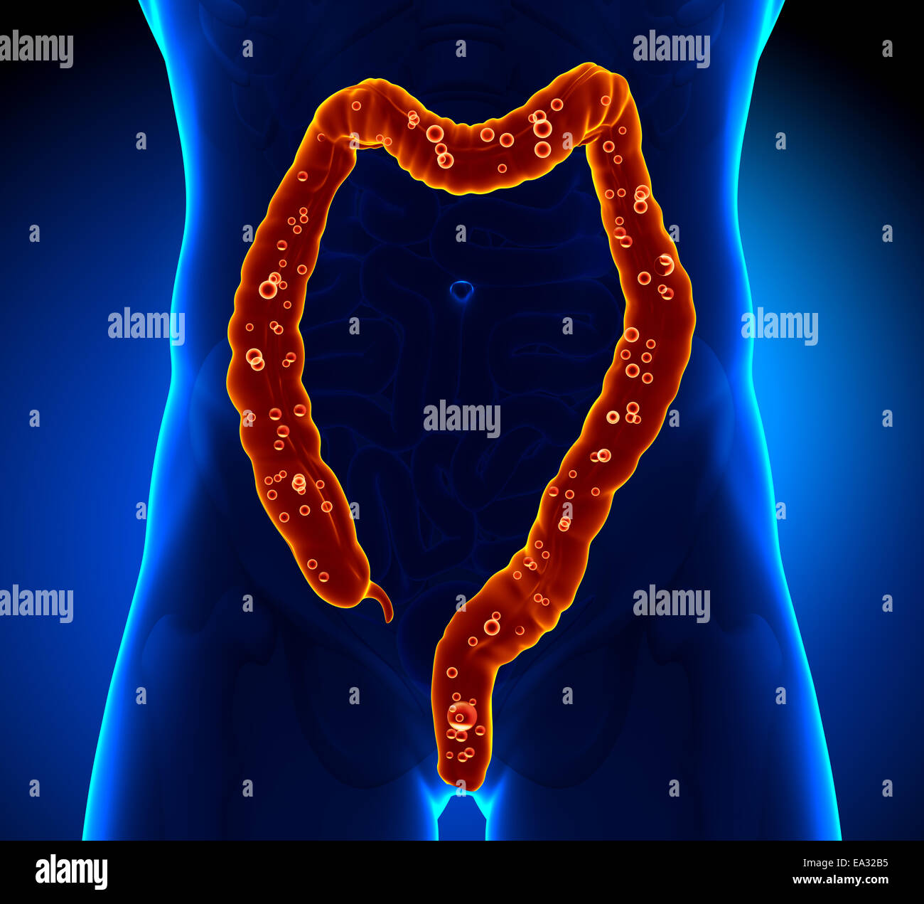 Anatomia del Colon - Gas Foto Stock