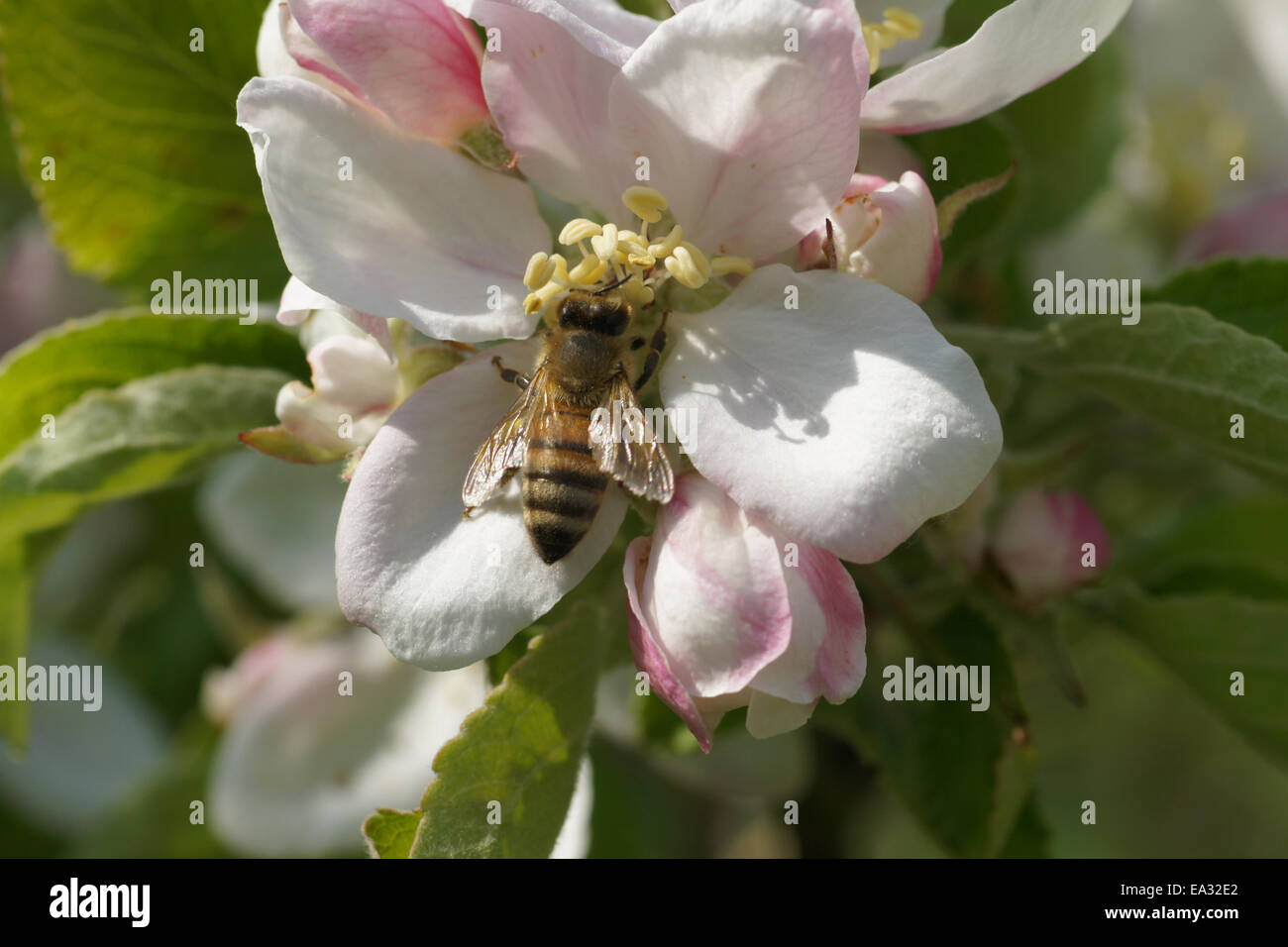 Fiore di melo Foto Stock