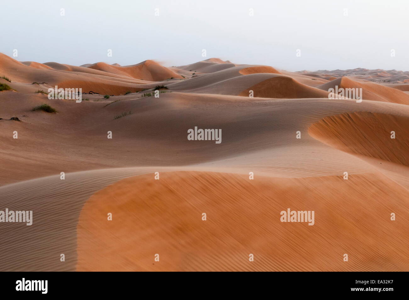 Wahiba Sands desert, Oman, Medio Oriente Foto Stock