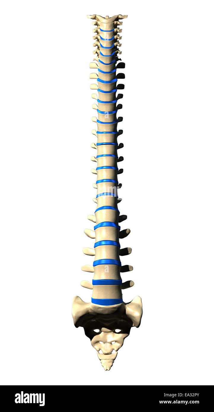 Le vertebre della colonna vertebrale - Vista anteriore / vista frontale Foto Stock