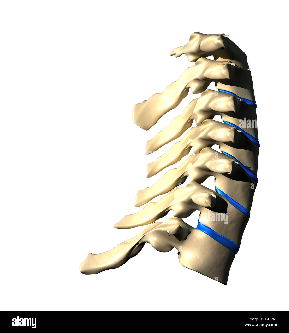 Colonna cervicale - Vista laterale / vista laterale Foto Stock