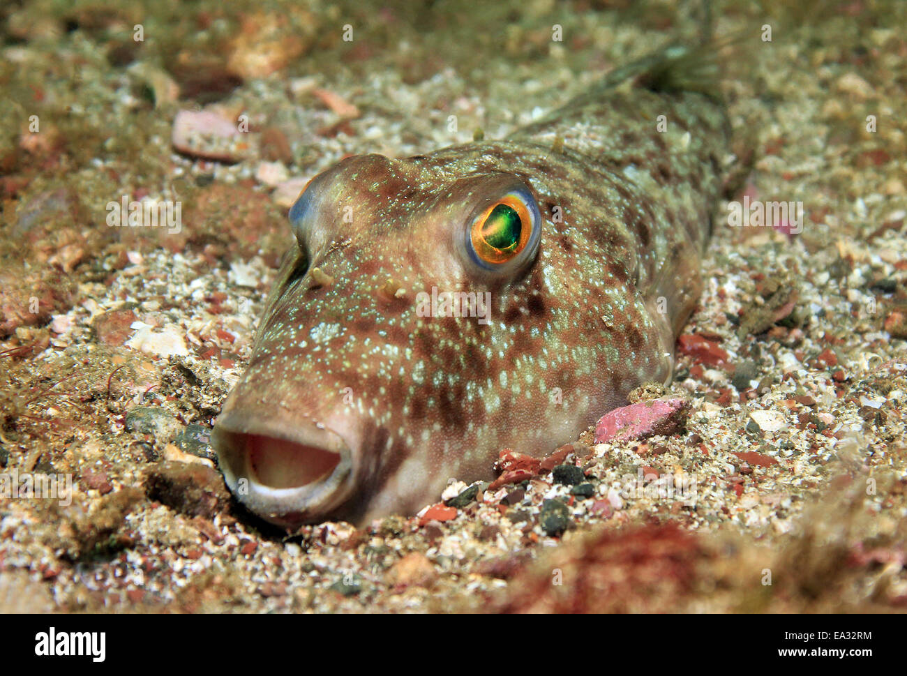 Pesce palla Foto Stock