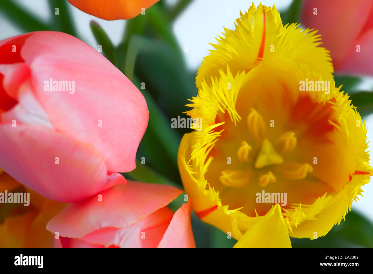 Tulipani variopinti Foto Stock