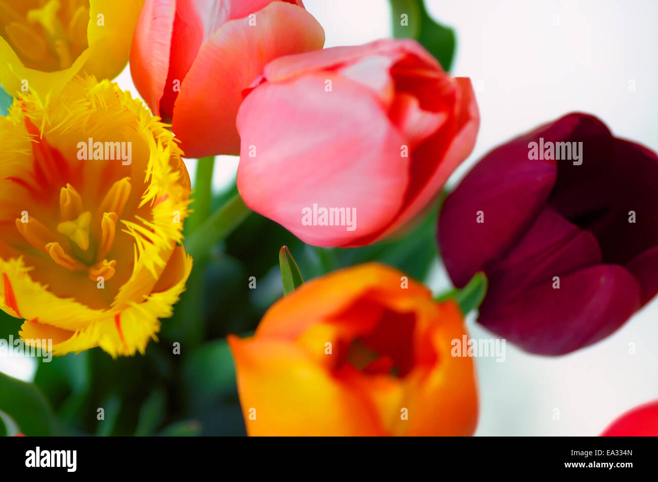 Tulipani variopinti Foto Stock