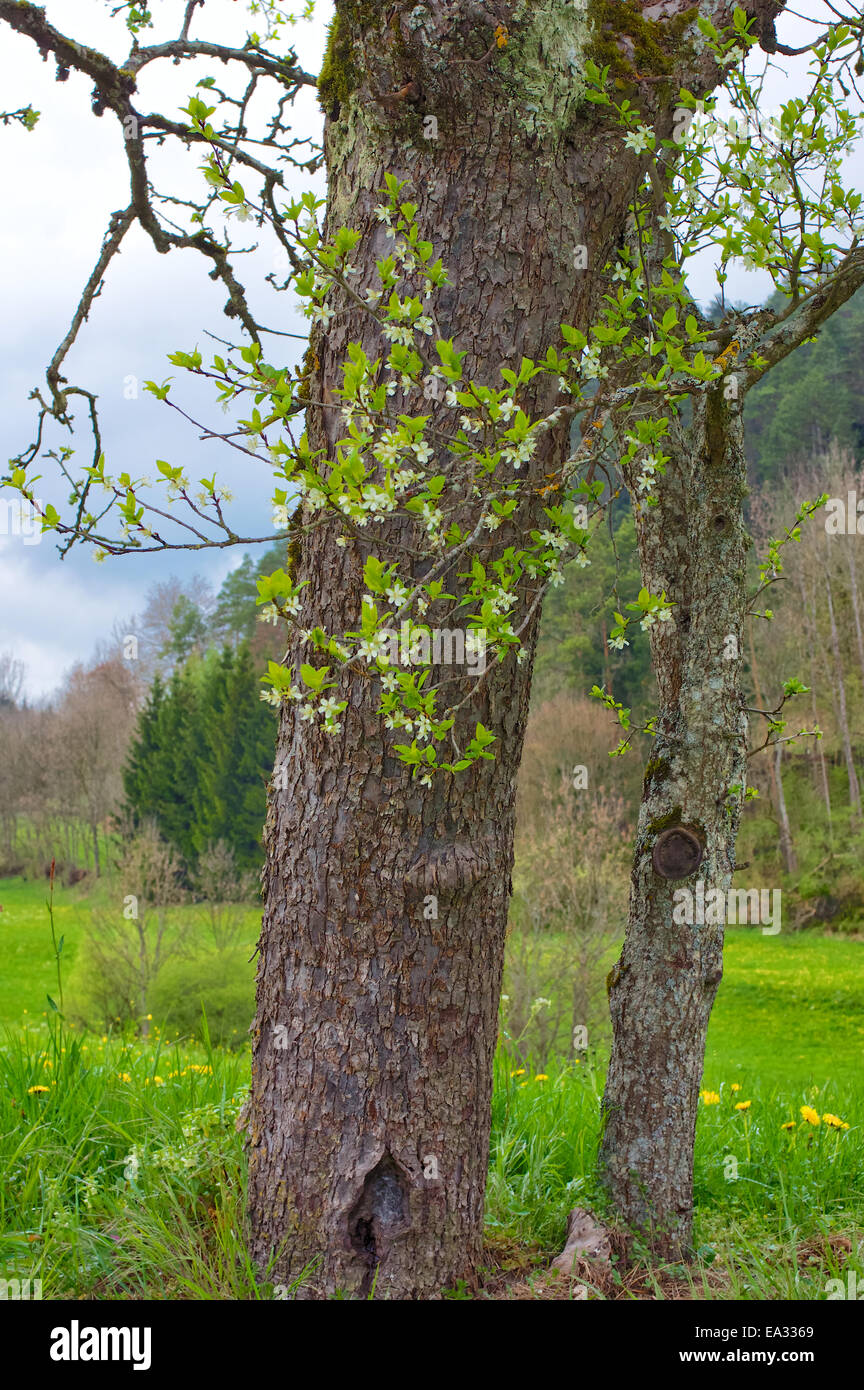 La molla nella foresta nera Foto Stock