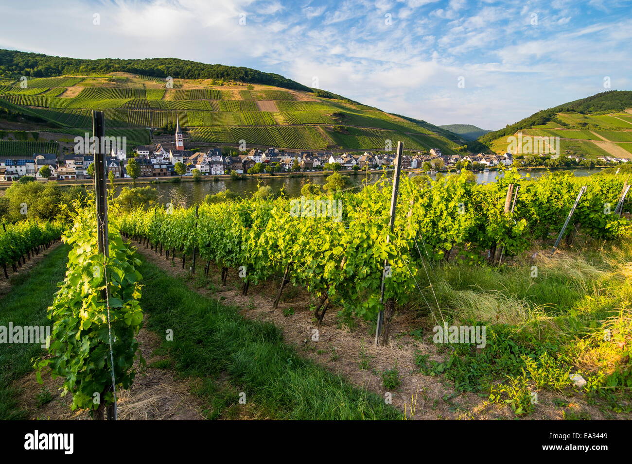 Vigna sopra di Zell, Valle della Mosella, Renania-Palatinato, Germania, Europa Foto Stock