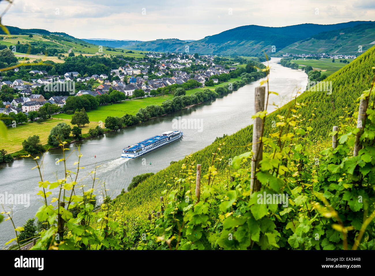 La nave di crociera passando un vigneto in Muehlheim,, Valle della Mosella, Renania-Palatinato, Germania, Europa Foto Stock