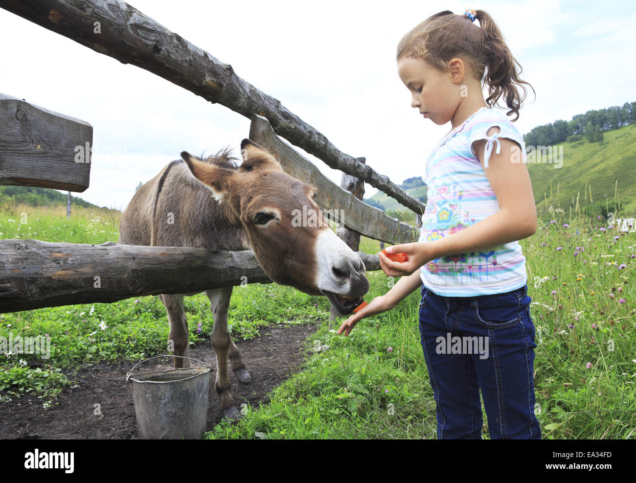 Bambina asino di alimentazione la carota. Foto Stock