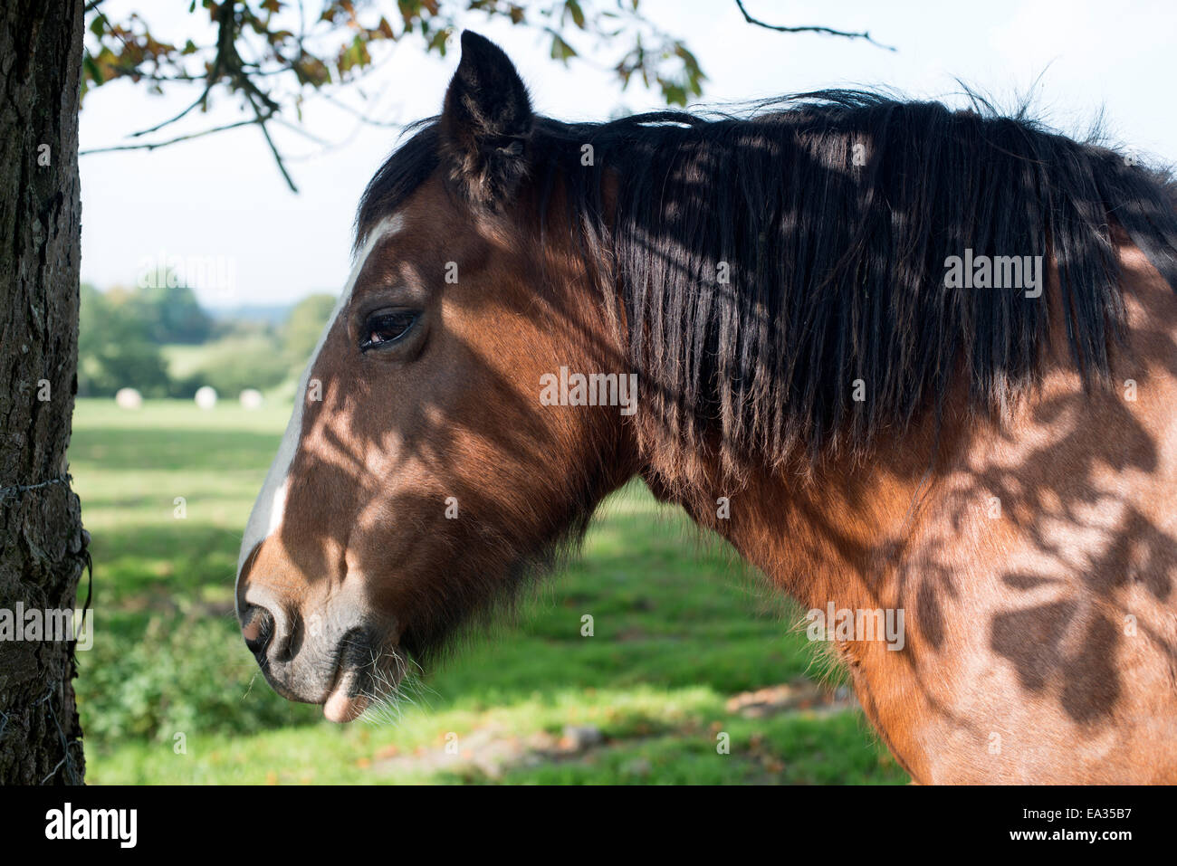 cavallo Foto Stock