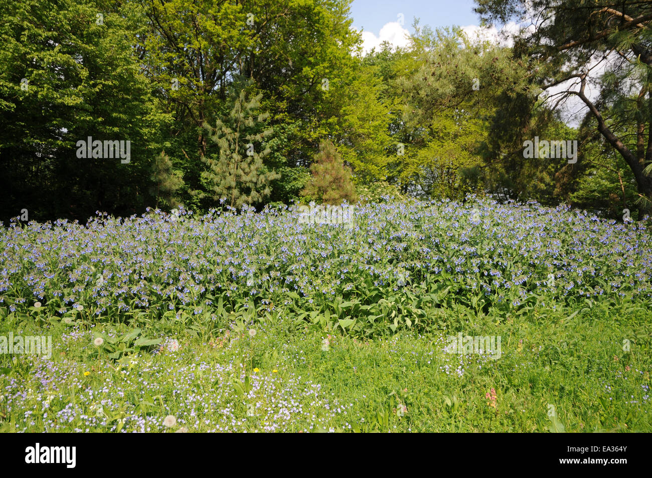 Comfrey caucasica Foto Stock