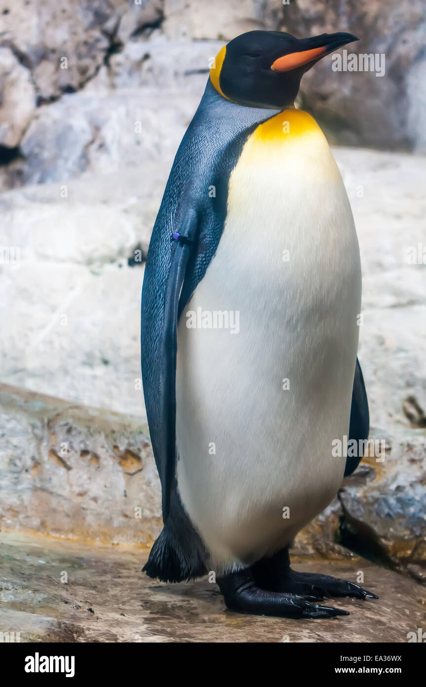 In piedi sui suoi piedi penguin ritratto Foto Stock