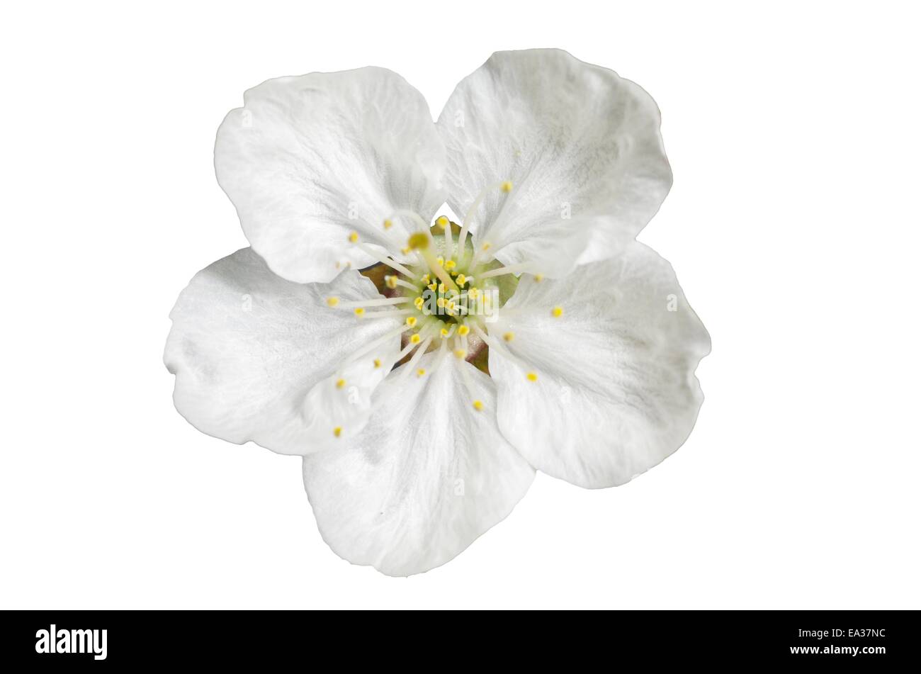 Fiore di Ciliegio su sfondo bianco Foto Stock