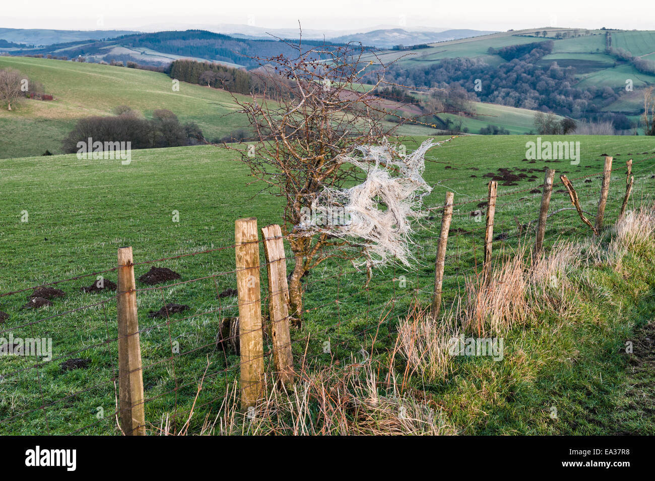 Rifiuti agricoli - twisted nylon netting catturati in una siepe, Wales, Regno Unito. Un pericolo per la fauna e per il bestiame d' allevamento Foto Stock