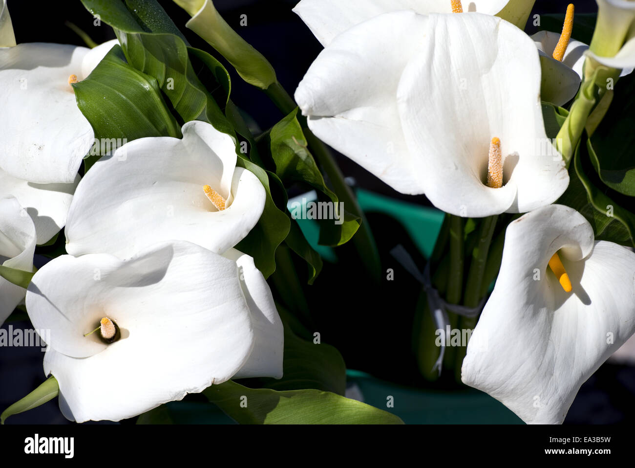 Calla fiore Foto Stock