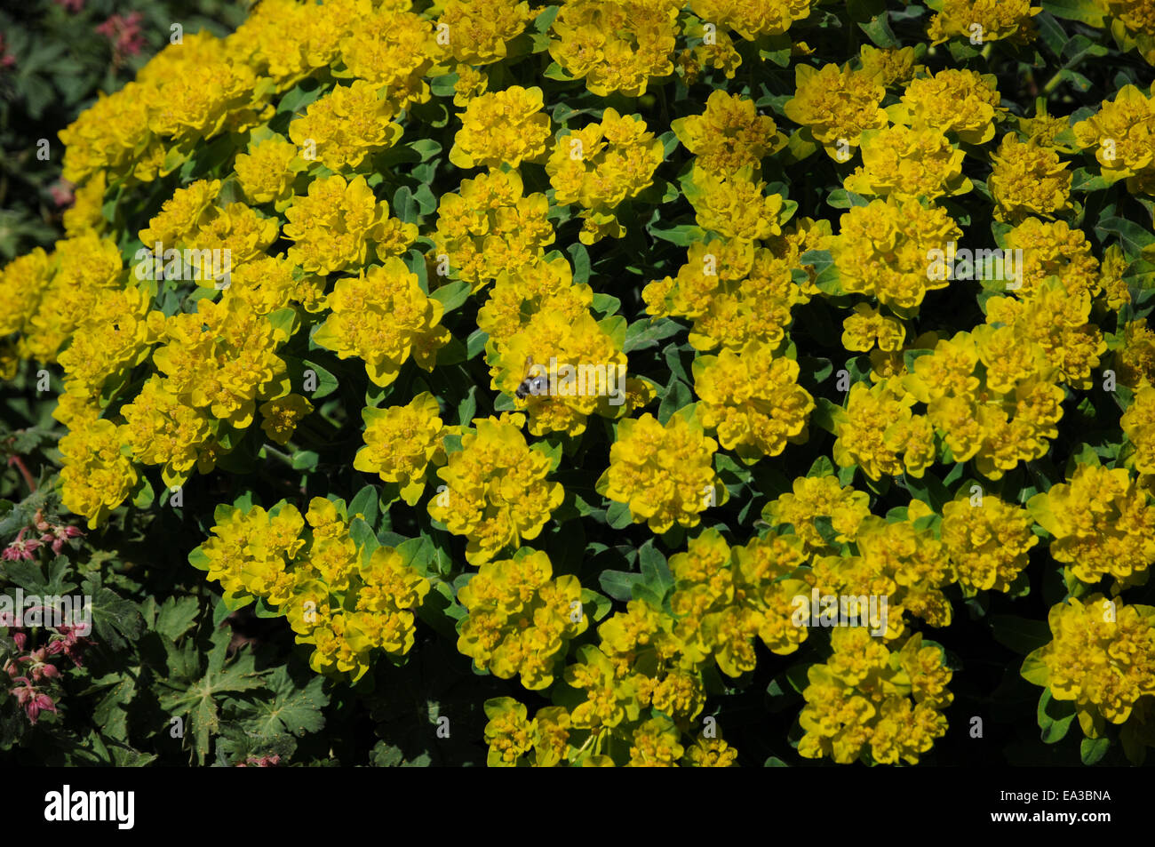 Cuscino euforbia Foto Stock