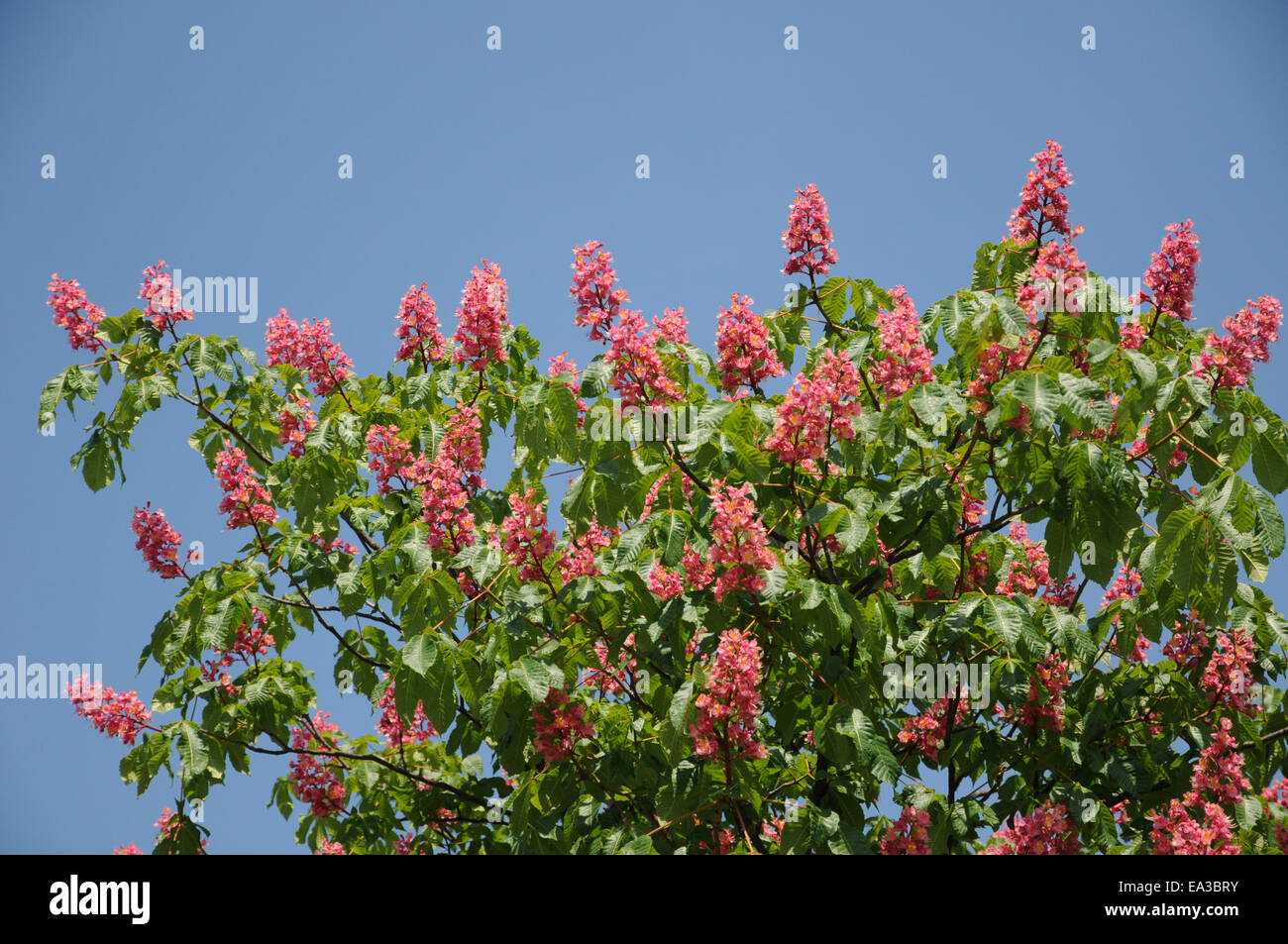 Red ippocastano Foto Stock