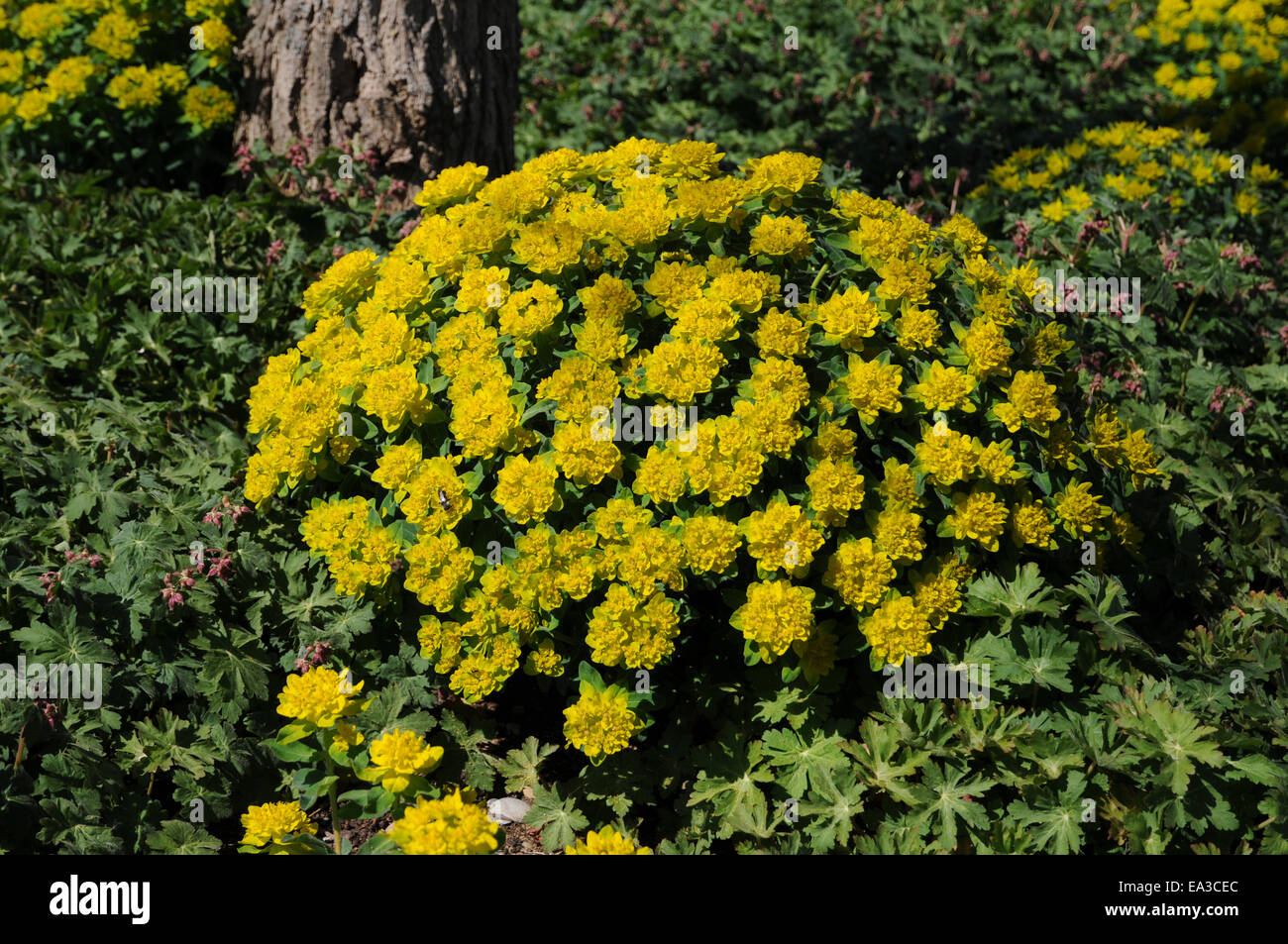 Cuscino euforbia Foto Stock