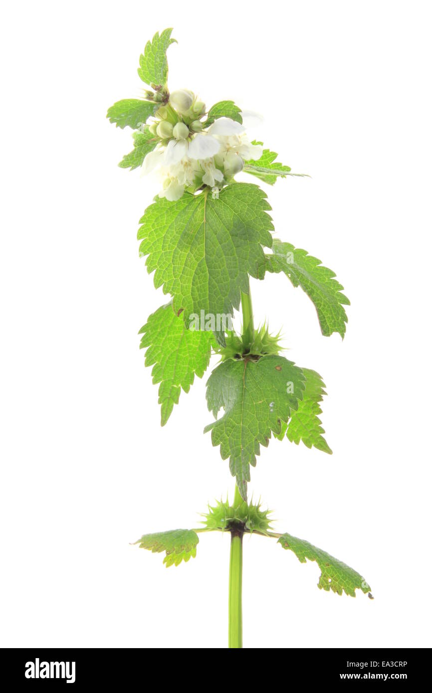 Morti Bianche di ortica Lamium (album). Foto Stock