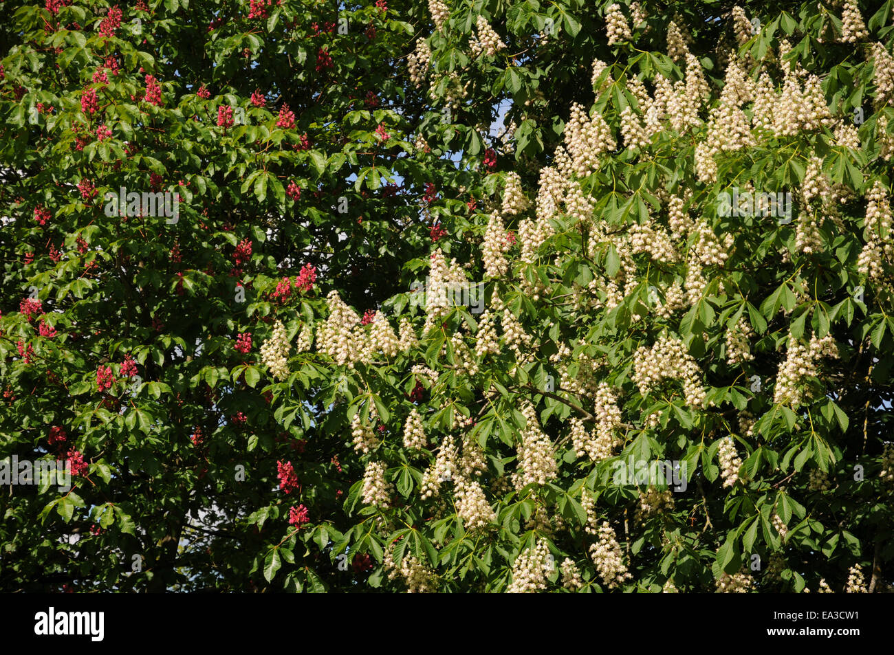 Red Ippocastano e del comune di ippocastano Foto Stock
