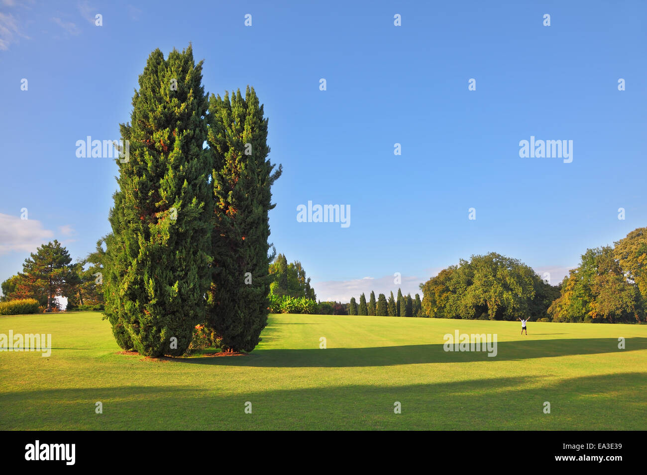 Un grande cipressi nel Parco Sigurta Foto Stock