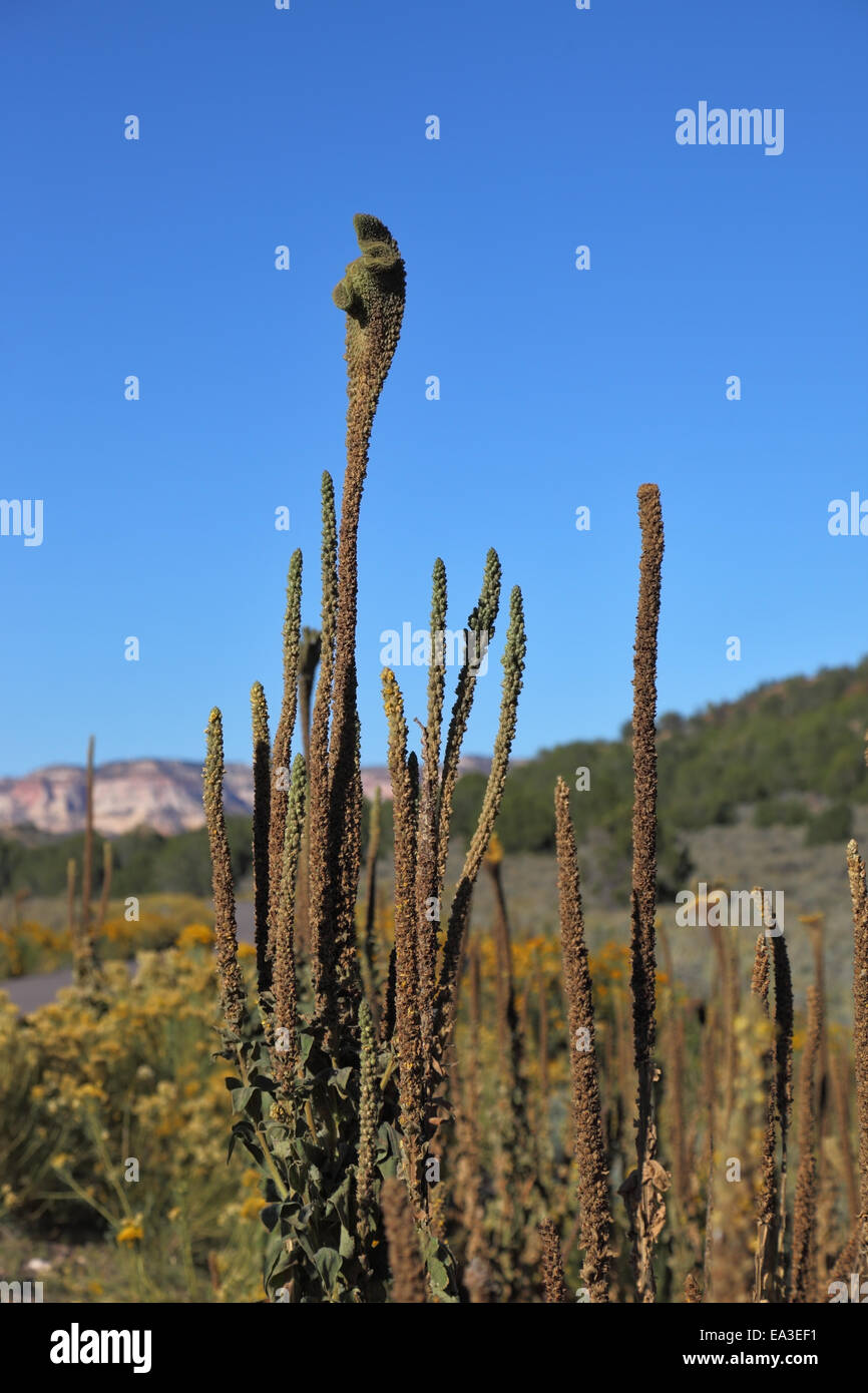 Exotic cactus nel deserto Foto Stock