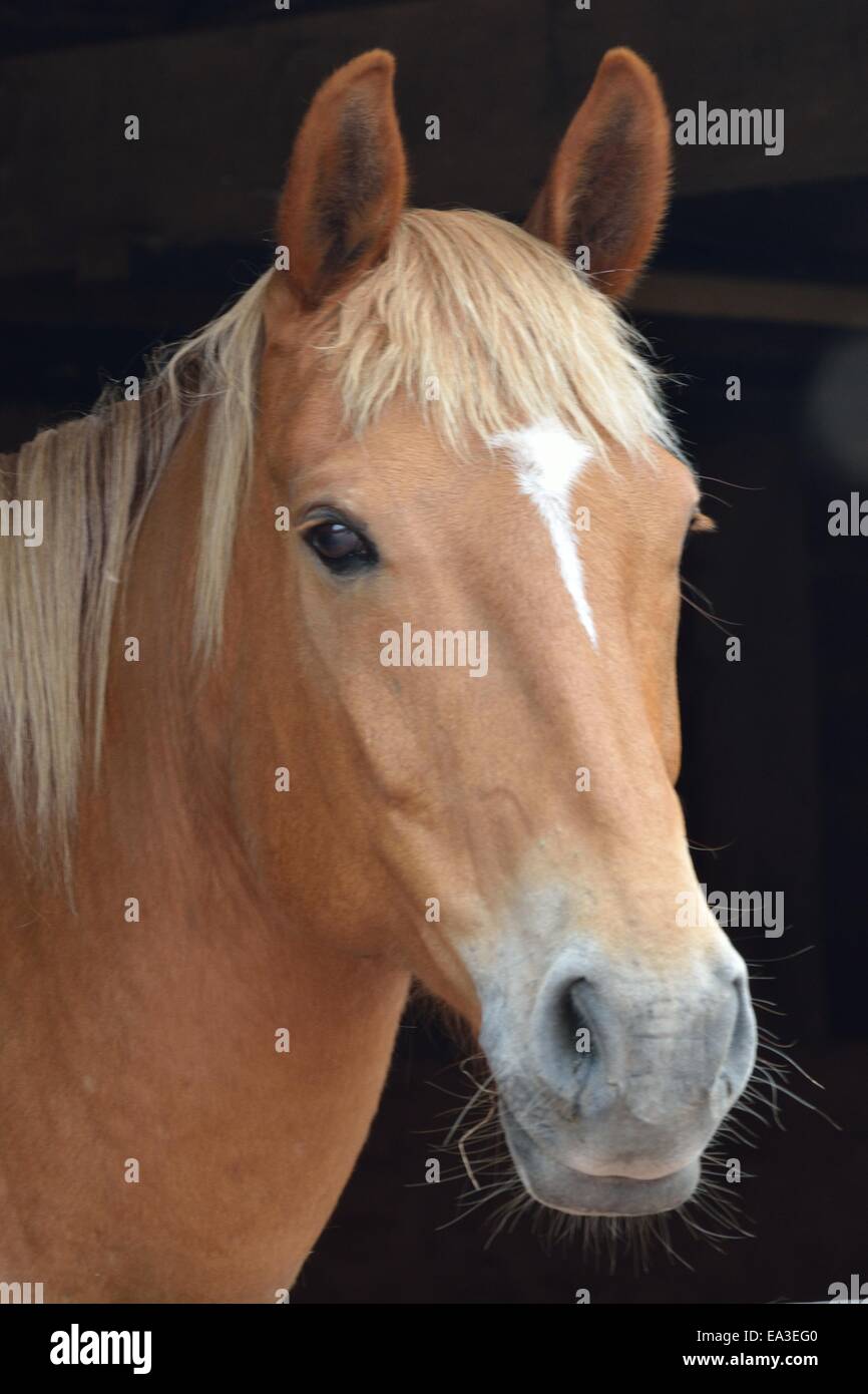 Chesnut testa di cavallo Foto Stock