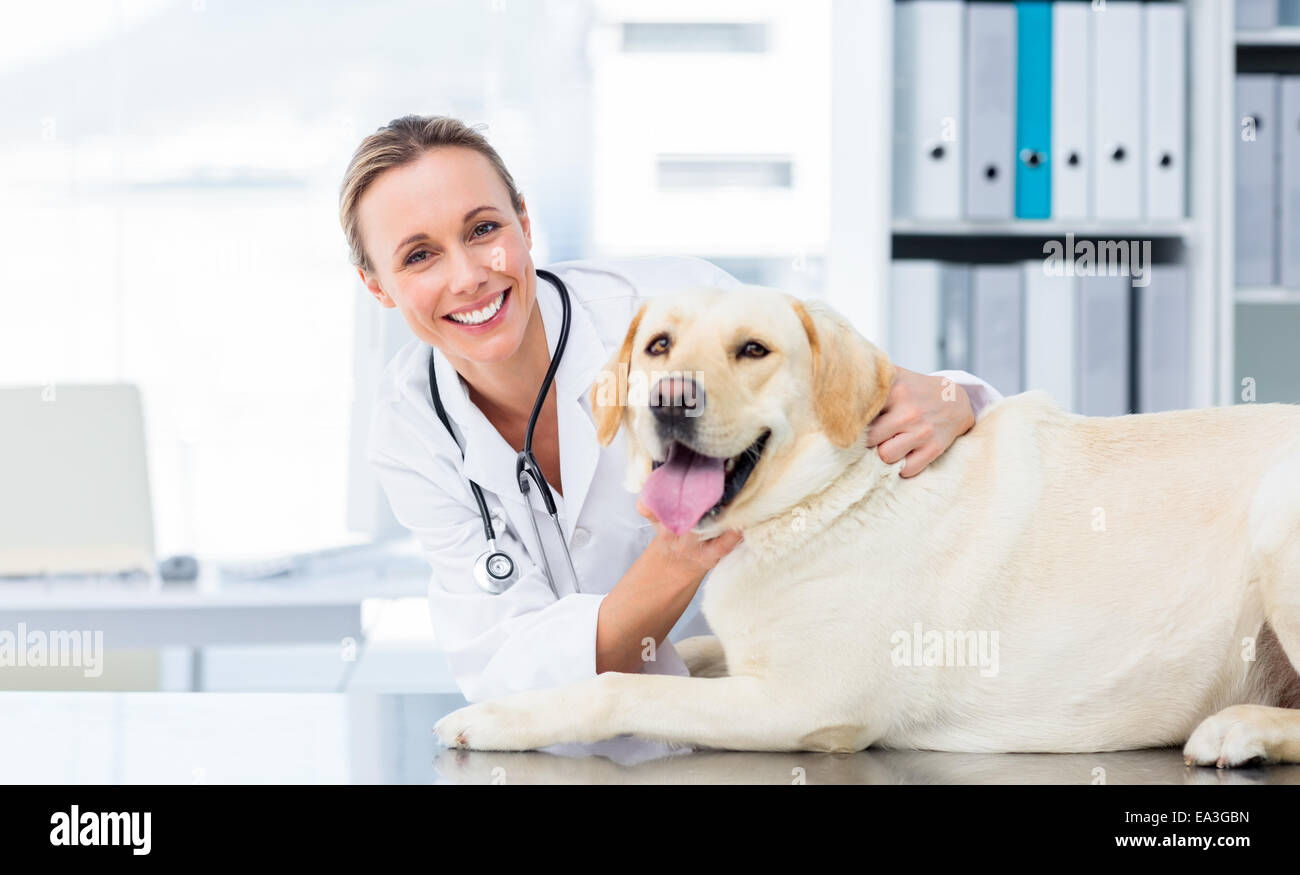 Veterinario femmina esaminando cane Foto Stock