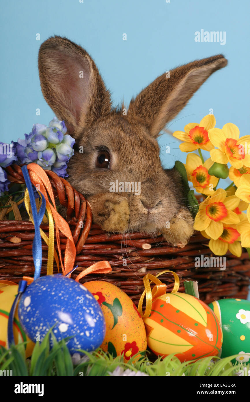 coniglietto di Pasqua Foto Stock