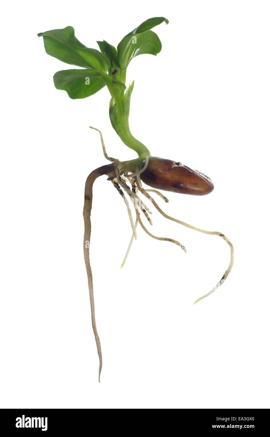 Crescente fava su sfondo bianco Foto Stock