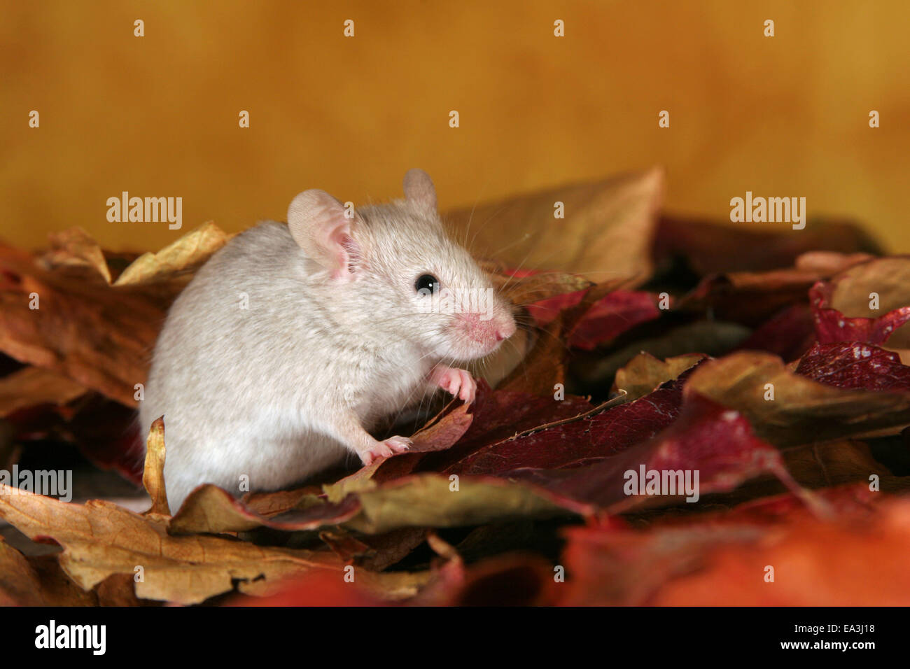 mouse Foto Stock