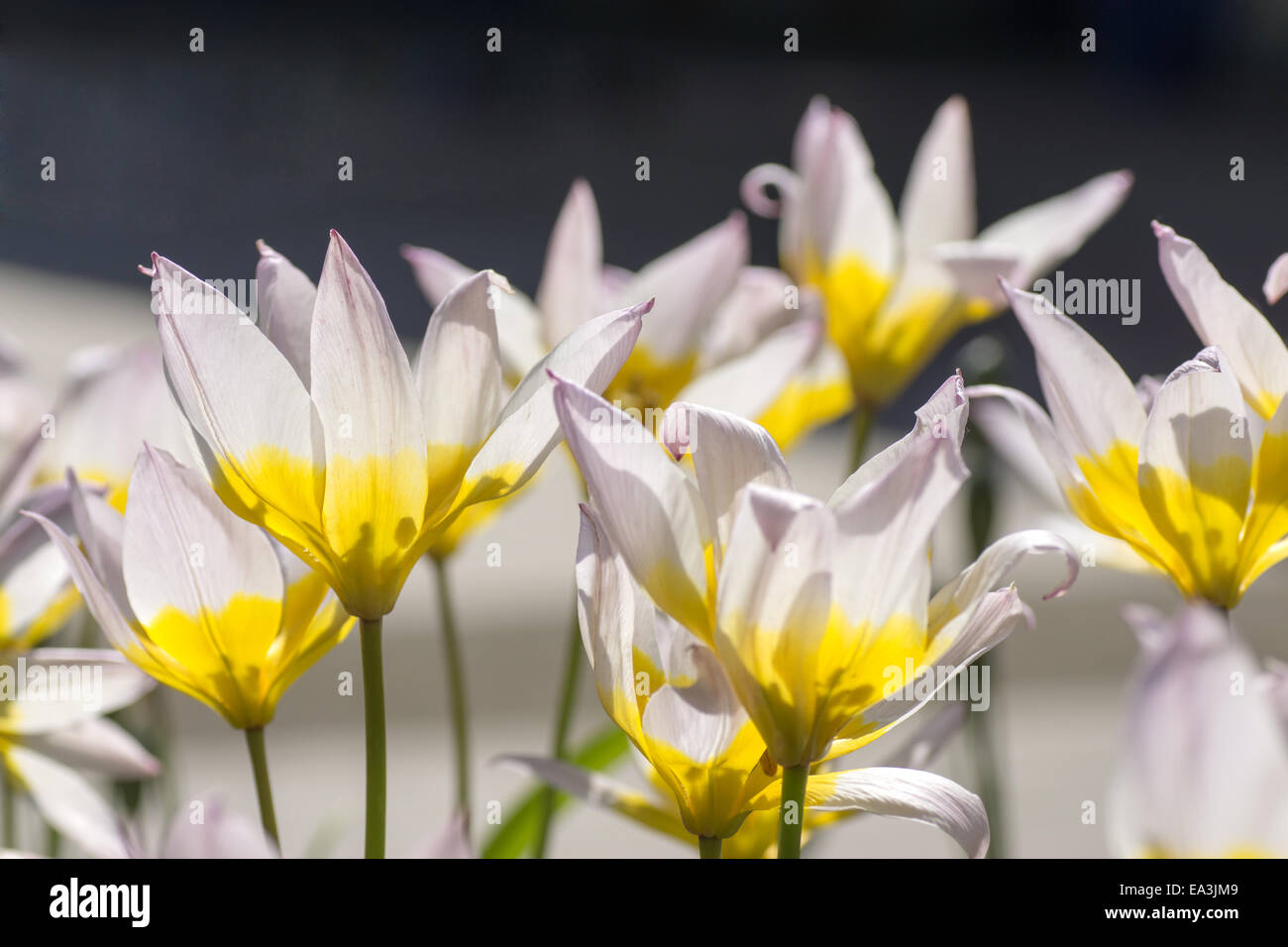 Bianco-giallo i tulipani Foto Stock