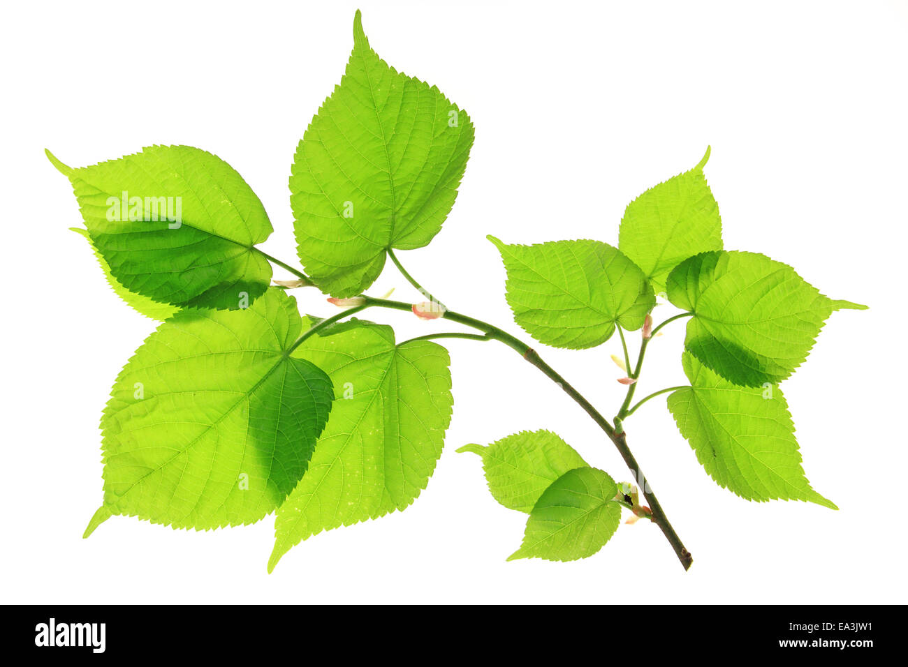 Le foglie del tiglio (Tilia) Foto Stock