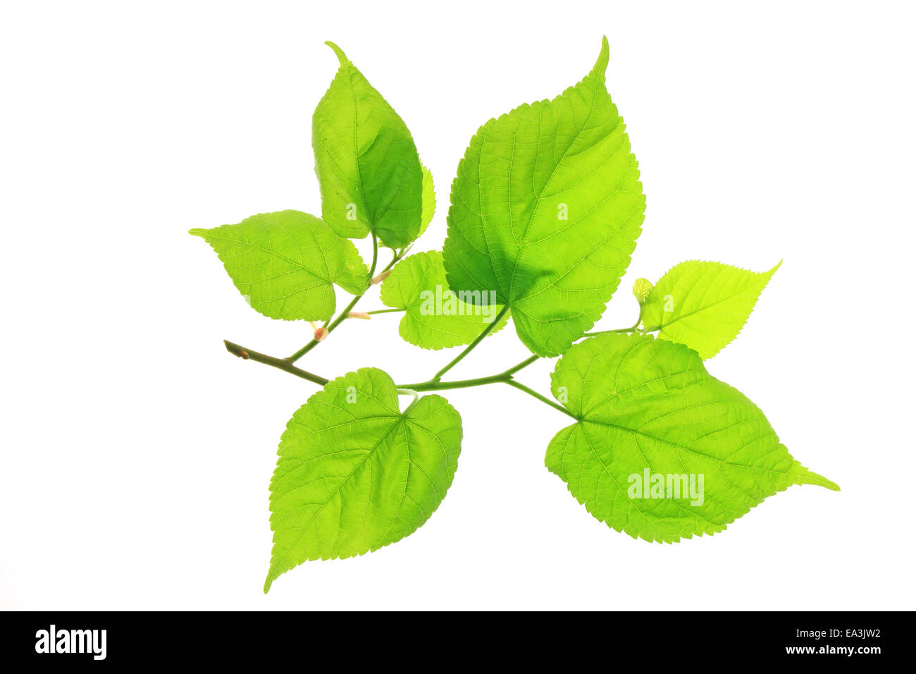 Le foglie del tiglio (Tilia) Foto Stock