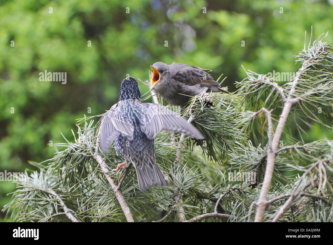 Starling europea Foto Stock