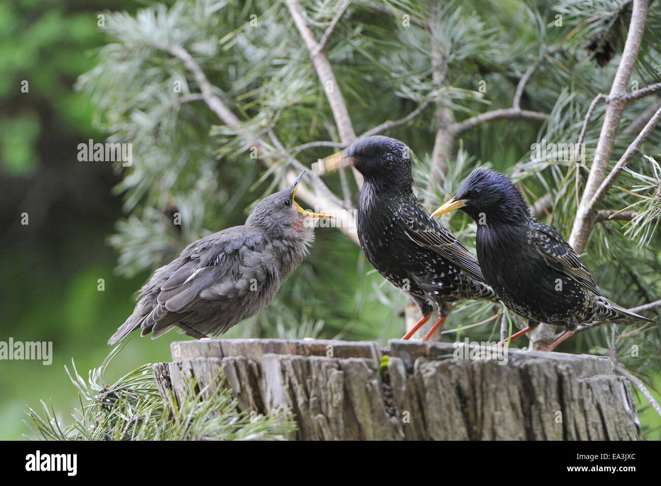 Starling europea Foto Stock
