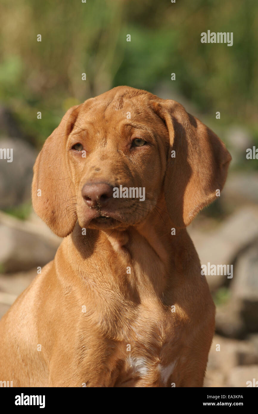 Ridgeback rhodesiano cucciolo Foto Stock