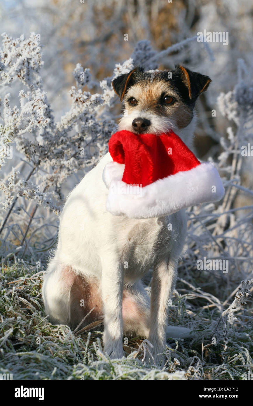 Parson Russell Terrier con cappello di Natale Foto Stock