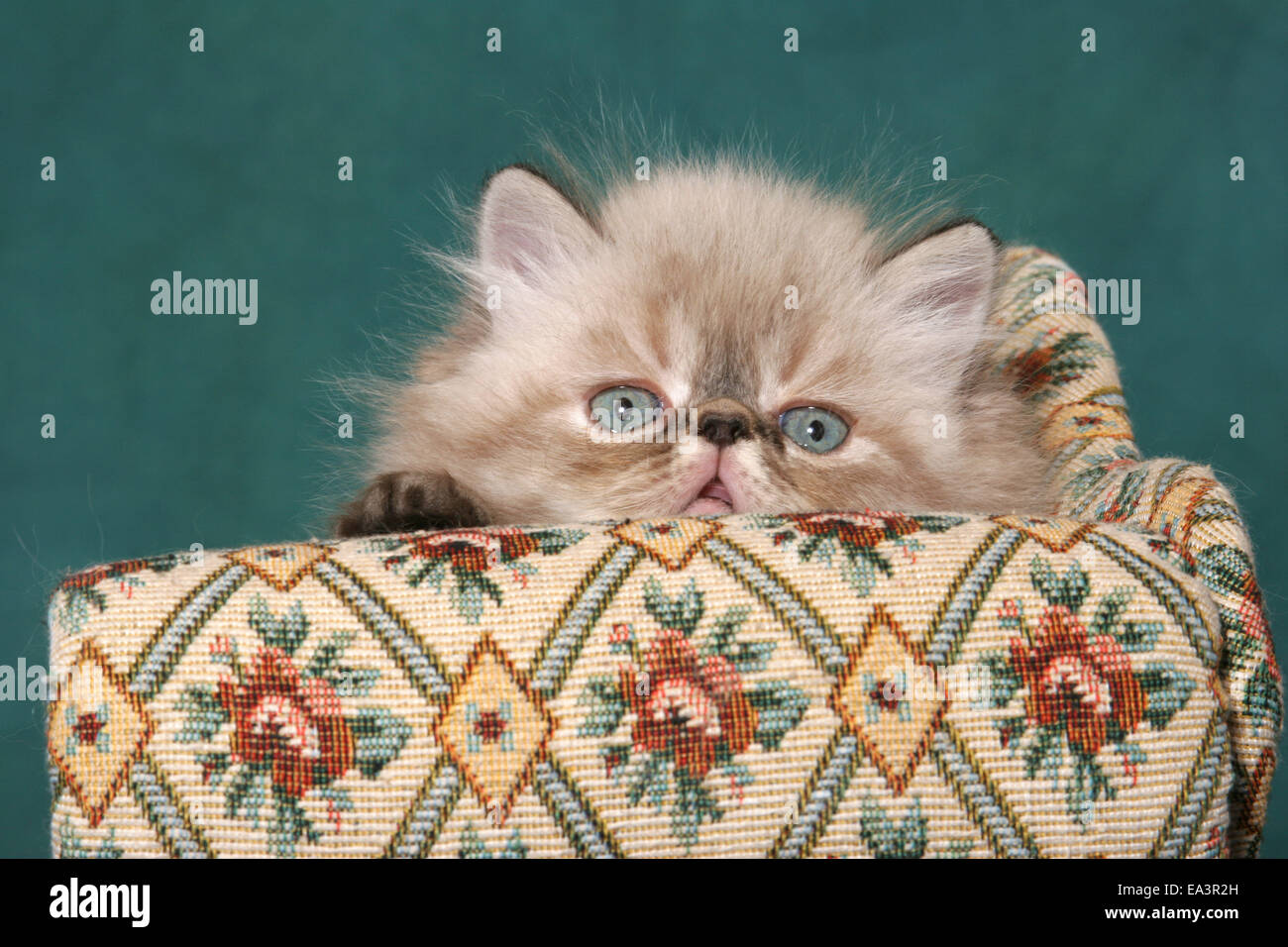 Il persiano gattino sul divano Foto Stock